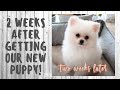 Two Weeks Later with Our White Pomeranian Puppy!