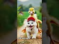 Cat and duck Best friend/#viral /#shorts /#shortsvideo /#song/#music /#frinds
