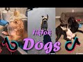 TikTok Dogs Compilation / TikTok Magic
