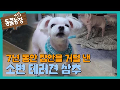 7년째 집안 전체를 거덜 낸  ‘소변 테러犬’ 상추! I TV동물농장 (Animal Farm) | SBS Story