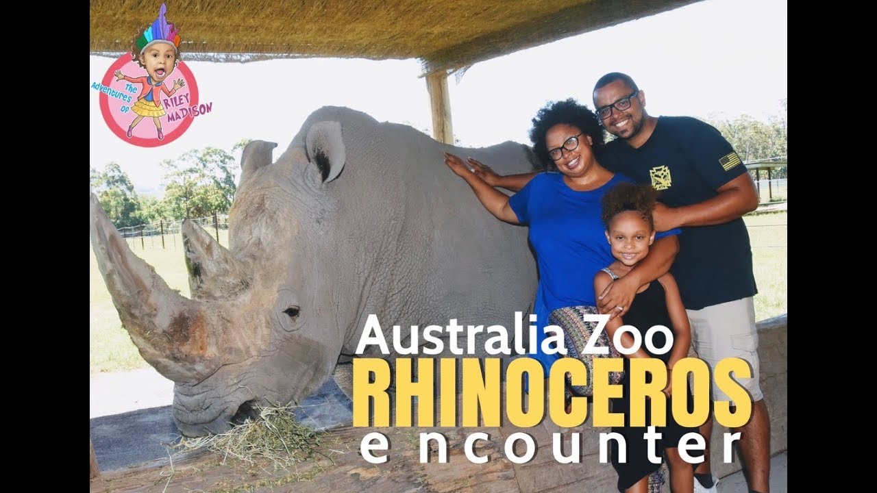 WHITE RHINOCEROS ENCOUNTER | AUSTRALIA ZOO | STEVE IRWIN ZOO - YouTube