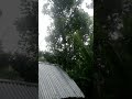 Raining cats and dogs... #youtubeshorts #subscribe #shortvideo #shorts #rain #youtube #