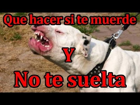 Video: Qué hacer en el caso de un ataque de perro