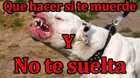 ¿Cómo reaccionar si su perro le muerde?