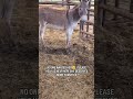 Hope starts with you fundraising link in bio #Donkey#equestrian#trendingshorts#fyp#viral