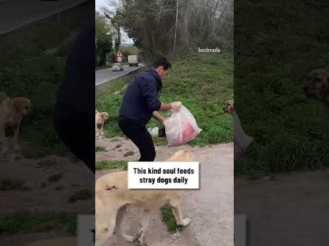 Feeding Stray Dogs in Turkey @Hakan Ulaş ❤️
