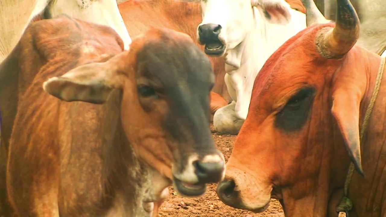 Documental Catacamas Olancho.