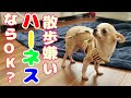 【98日目】散歩嫌いチワワ犬にハーネスを試した。首輪の時は一歩も動かなかったが今度は? The chihuahua dog which doesn't like to walk outside.