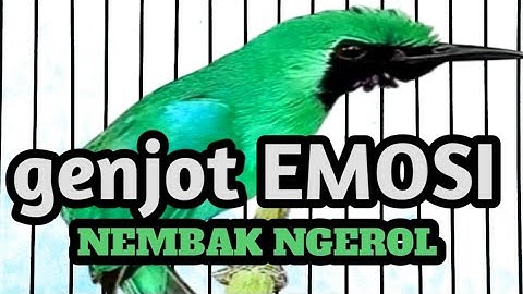 CUCAK IJO GACOR ISIAN TEMBAKAN RAPAT !! Pancingan Cucak Ijo Muda & Macet Langsung Emosi Bisa Jamtrok