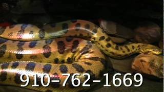 Cape Fear Serpentarium Downtown Wilmington NC 9
