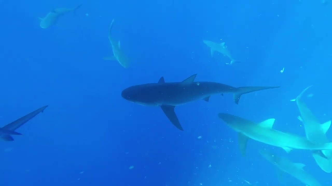 North Shore, O'ahu - Swim with Sharks (July 2025)