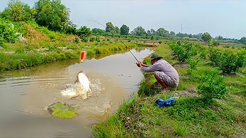 Đụng bầy cá rô phi khủng ở vườn chanh bỏ hoang. Vừa bỏ mòi xuống là công cần liền.....