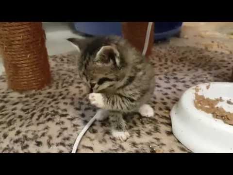 Video: Mavebetændelse (atrofisk) Hos Katte