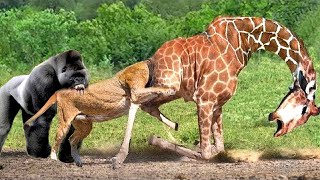 Gorillas Shake The Forests Of Africa! Mighty Gorillas Charge Lion to Save Endangered Giraffe