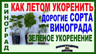 🍇 Зеленое укоренение винограда летом. Укореняем пасынки или зеленые черенки ДОРОГИХ сортов.