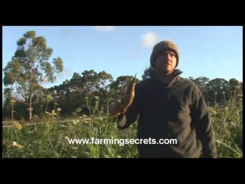 How to aerate your soils with carrots!