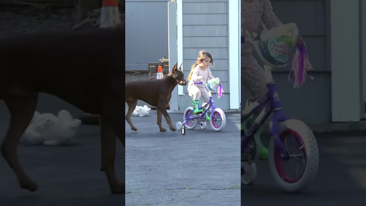 Najlepszy pies obronny