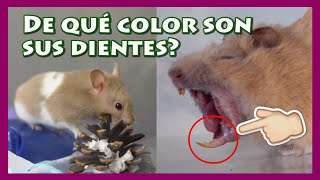 Cómo desgastar los dientes de mi HAMSTER