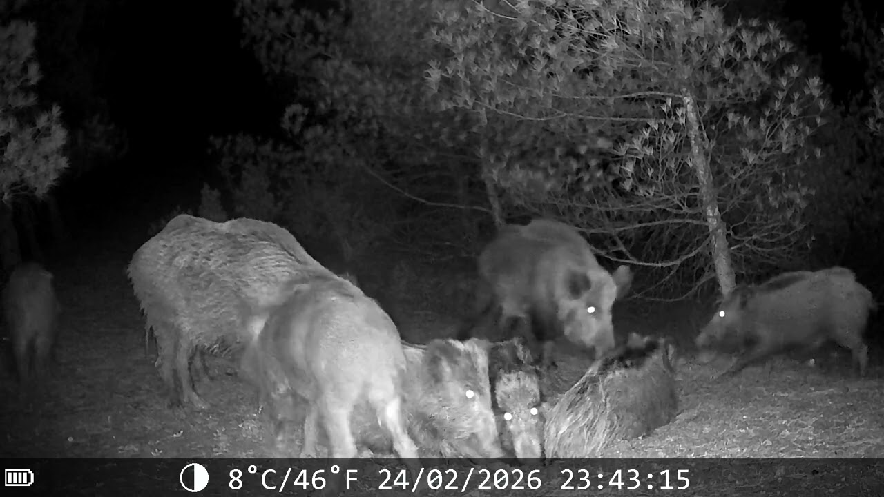 ÇAMUR BANYOSU İÇİN KAVGA EDEN DOMUZLAR 