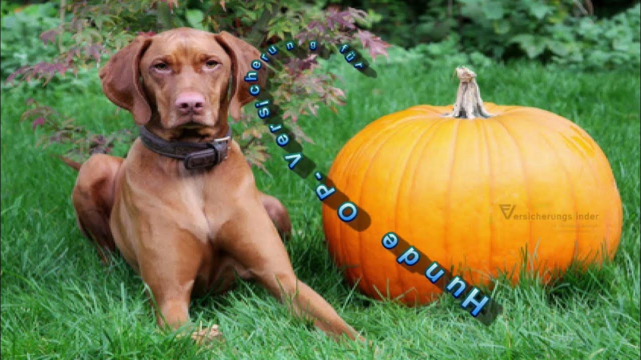 FAQ zur HundeOPVersicherung für Magyar Vizsla Krankheiten YouTube