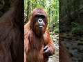 The forest has to many bugs #bigfoot #vlog #comedy #fyp