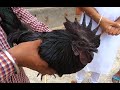 सबकुछ काला होता है कड़कनाथ मुर्गा का ( काला मुर्गा ) शौक के लिए रखते है  Kadaknath owner Lakhwinder
