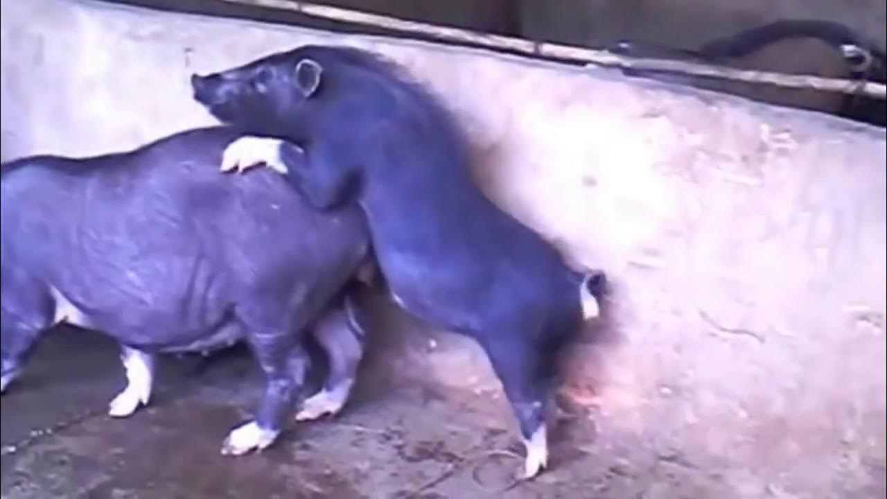 Pigs Mating Small Boar vs Large Sow YouTube