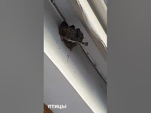 Пташине гніздо (Гнездо птиц ) - YouTube