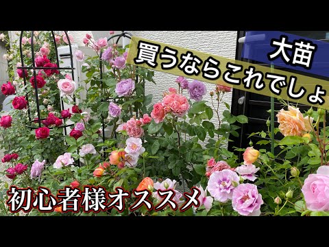 2020年【大苗購入】初心者さんオススメ🌹大苗買うならこれでしょ！系統別NO.1品種紹介😊🐻