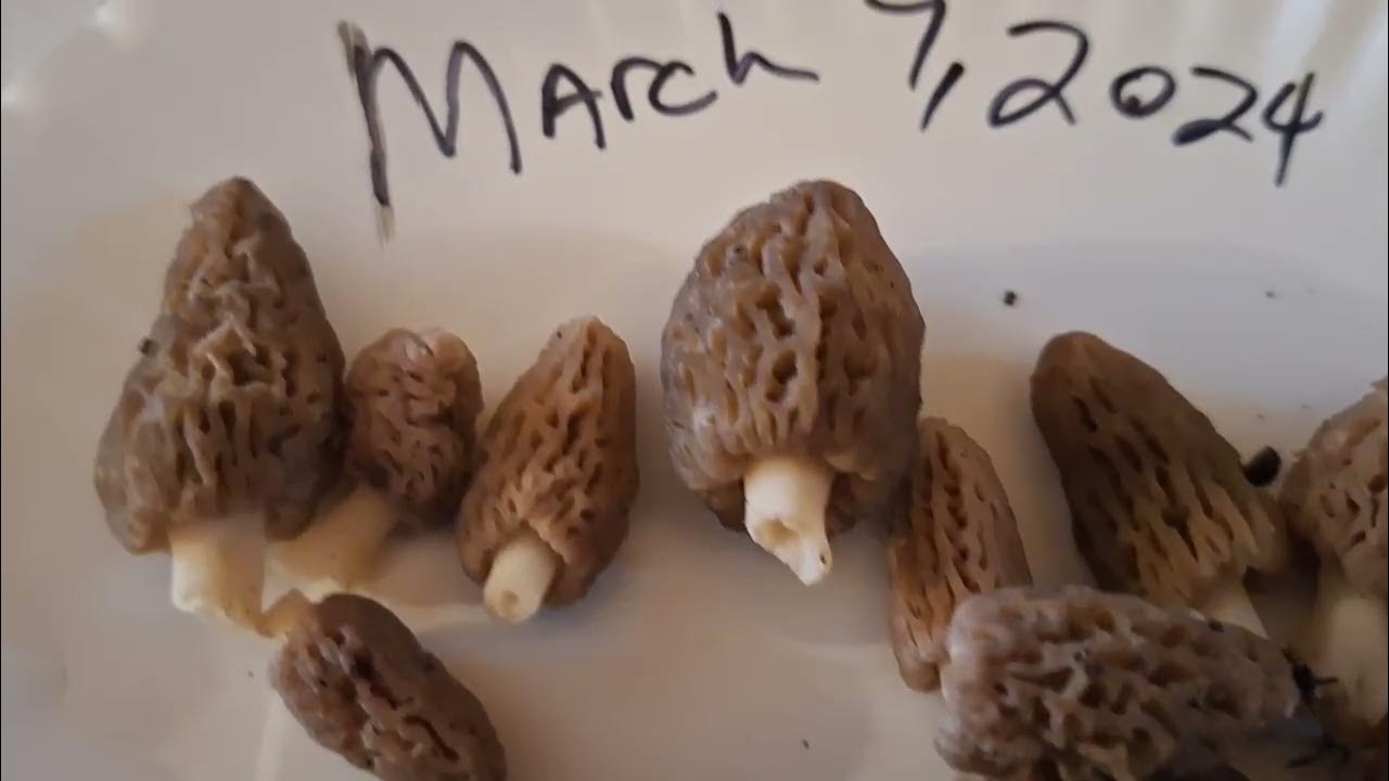 dry-land-fish-morel-mushrooms-in-kentucky-march-7-2024-youtube