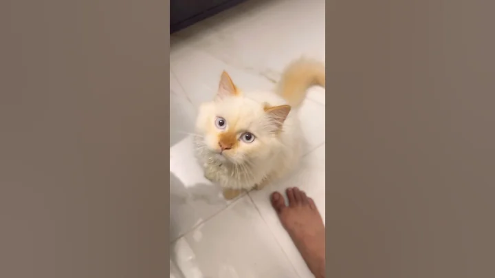 Video 11352141: himalayan cat love, cat travel