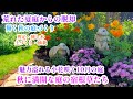 【10月の庭景色＊緑濃く鮮やかな秋庭へ】【秋が適期の庭仕事】ガーデニング/ウンベラータ/ハイビスカス
