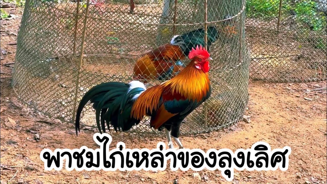 พาชมไก่ลุงเลิศ ไก่ต่อพร้อมเล่น!!! [ SevenDoY ]