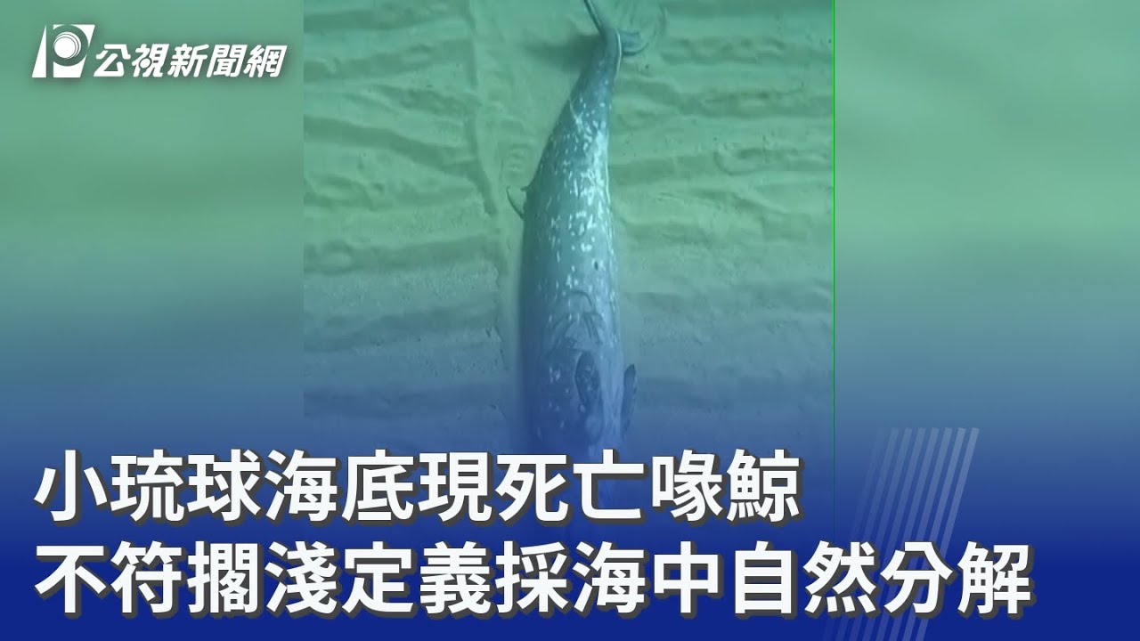小琉球海底現死亡喙鯨不符擱淺定義採海中自然分解｜ 公視新聞網PNN