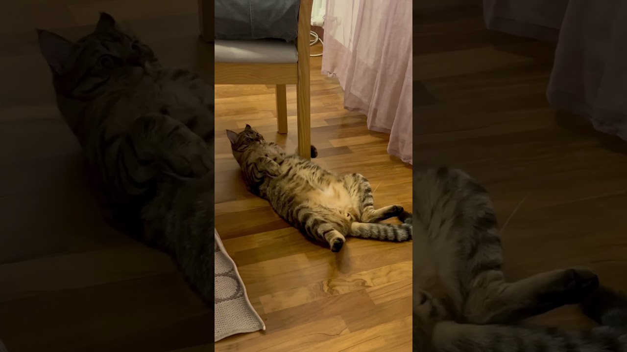 Cat with heavy belly 