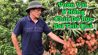 Thăm Vườn Vải U Hồng | Chín Đỏ Rực Sai Trĩu Quả | Của Bác Nông Dân Ở Lục Nam - Bắc Giang