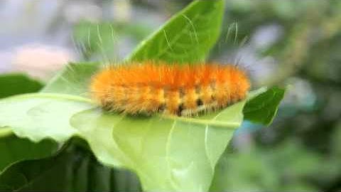 Plant Relationships: The Real World Wide Web - NSF GRFP Video Contest