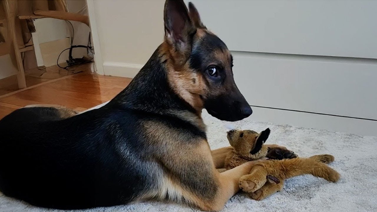 99,9% Can’t Stop Laughing at These Funny Dogs | Funny Animal Videos