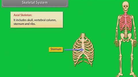 "Locomotion and Movement | Class 11 Biology | Animated Video Lesson"