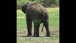 Massive Elephant At The Kaudulla National Park | カウドゥラ国立公園の巨大なゾウ  Elephant | Animals #Shorts