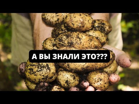 Видео: Нужно ли собирать картофель до заморозков?