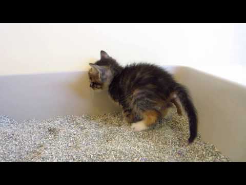 ewww!---tiny-tortie-foster-kitten-making-a-huge-poop-in-the-litter-box---3-weeks-old