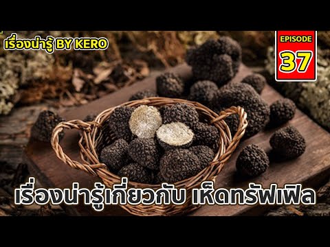 เรื่องน่ารู้ By Kero EP.37 | #เห็ดทรัฟเฟิล ( Truffle ) เห็ดราคาแพงที่สุดในโลก