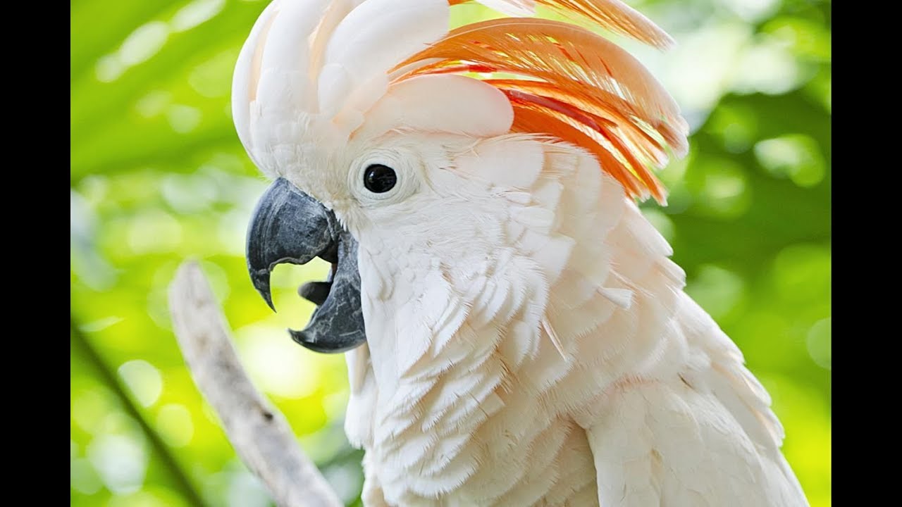 Amazing Cockatoo loves dancing to Happy Talking bird Cockatoo