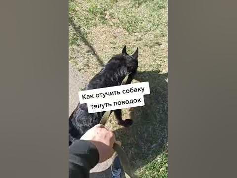 Как отучить собаку тянуть поводок - YouTube