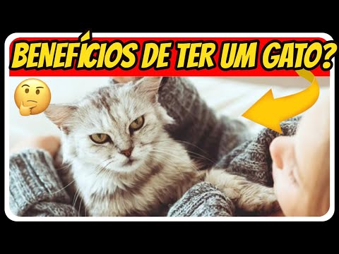 Vídeo: Por Que Eu Amo Zyrtec Para Animais De Estimação (especialmente Em Gatos)