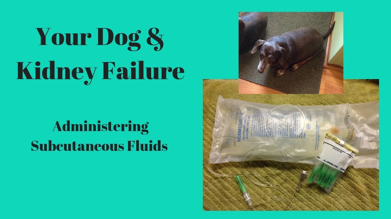 Your Dog Kidney Failure How To Administer Subcutaneous Fluid YouTube