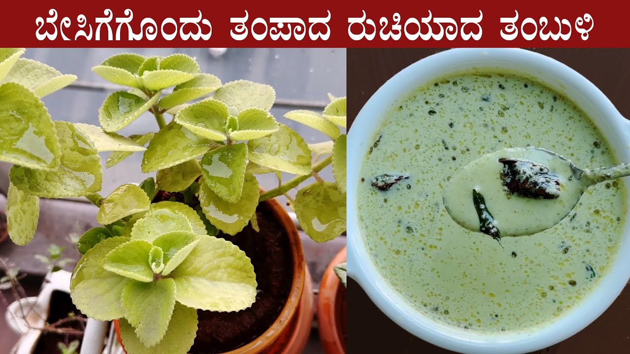 (ಬೇಸಿಗೆಗೆ ತಂಪಾದ ತಂಬುಳಿ) Doddapatre tambuli recipe Kannada Tambli