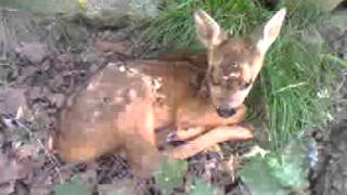 Baby Deer