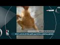 اهل المدينة 8 7 2019 ناشطون يتداولون مقطعا يبين شابين يتلذذان بتعذيب قطة